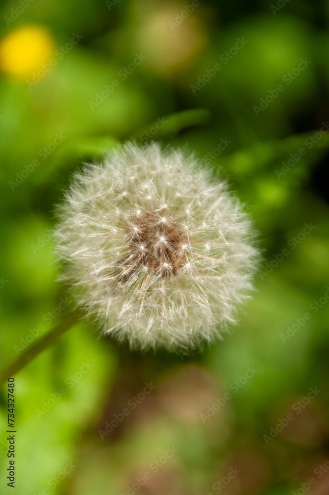 flowers in close up on natural green background flowers in close up on natural green background