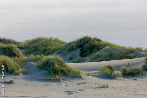 White sand beach at north sea coast, European marram grass (beach grass) on the dune, Ammophila arenaria is a species of grass in the family Poaceae, Dutch Wadden Sea island, Terschelling, Netherlands photo