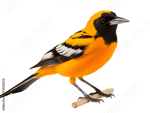 a yellow and black bird