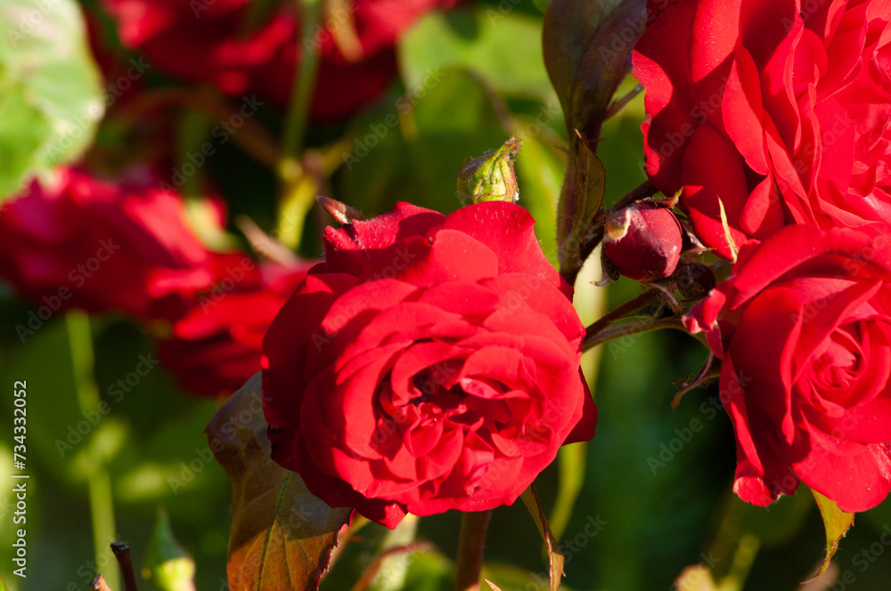 Obraz premium Close up of roses with branches.