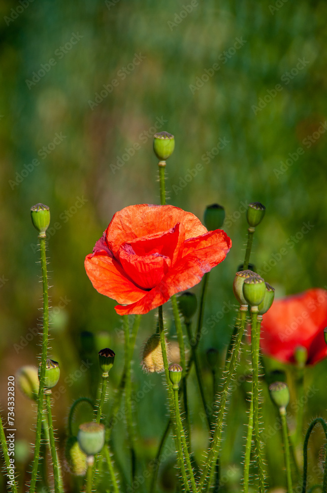 Naklejka premium Wild roses in close up.