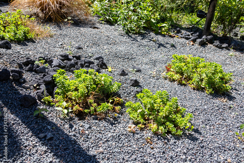 Jardin résilient - plantes grasses entourées de graviers, pierres grise et roches volcaniques photo
