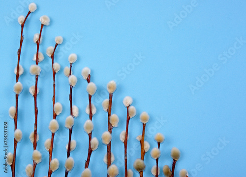 Easter decoration with pussywillow twigs on blue background for greeting card or poster © Agata