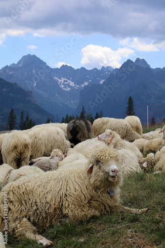 Obraz na płótnie Kulturowy wypas owiec na pięknej Rusinowej Polanie w Tatrach Wysokich. Cultural sheep grazing on the beautiful, green Rusinowa Polana in the High Tatras. w salonie