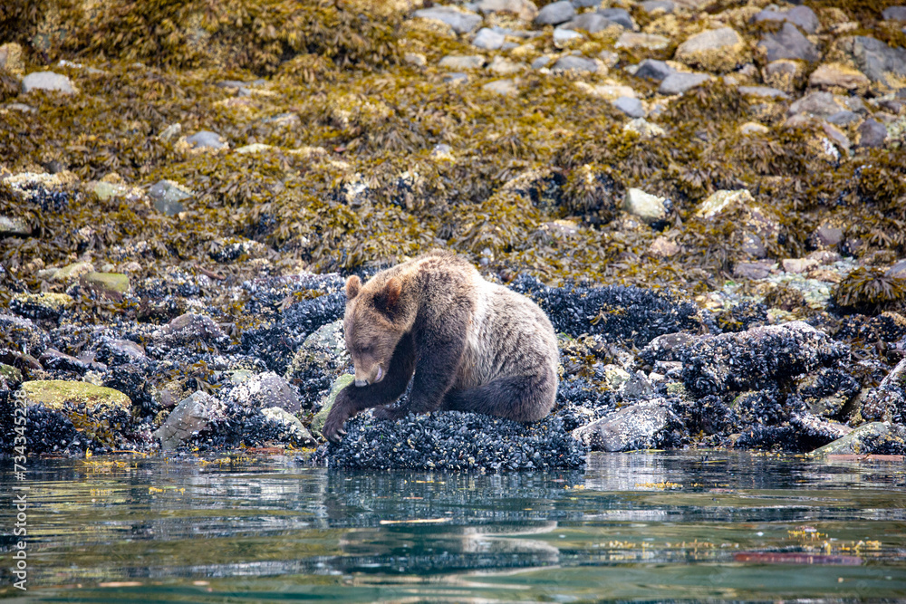 Grizzly Bear eating mussels at low tide, Knight Inlet