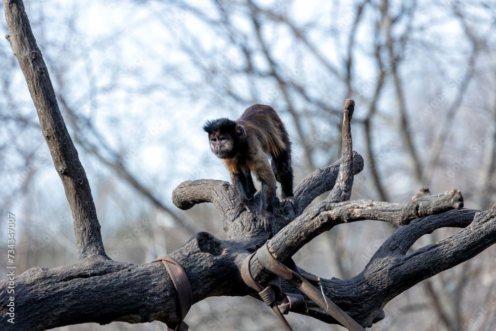 Black-Capped Capuchin Monkey (Sapajus apella) in Colombia