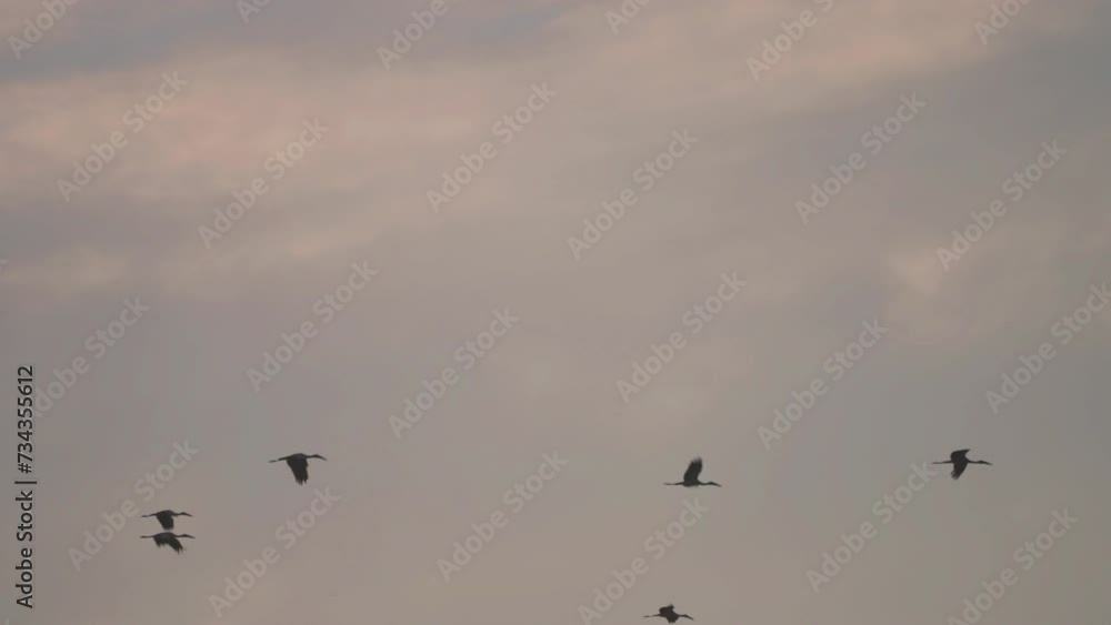 Bird flock flying on sky of sunset background Bird flock flying on sky of sunset background