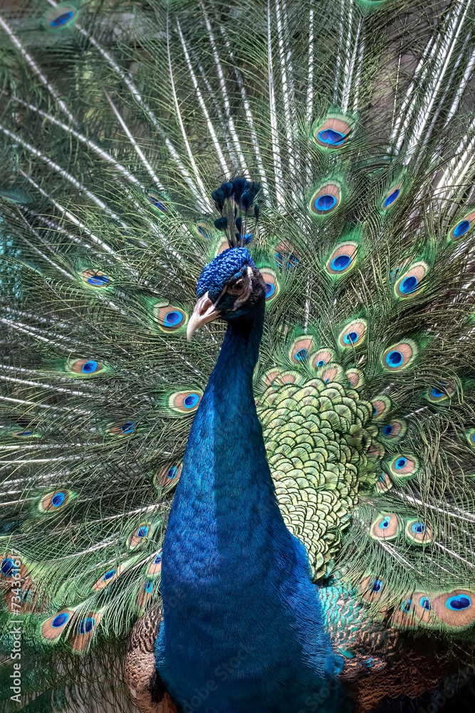 Obraz premium Close up photo of a blue indian peacock