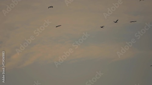 Bird flock flying on sky of sunset background