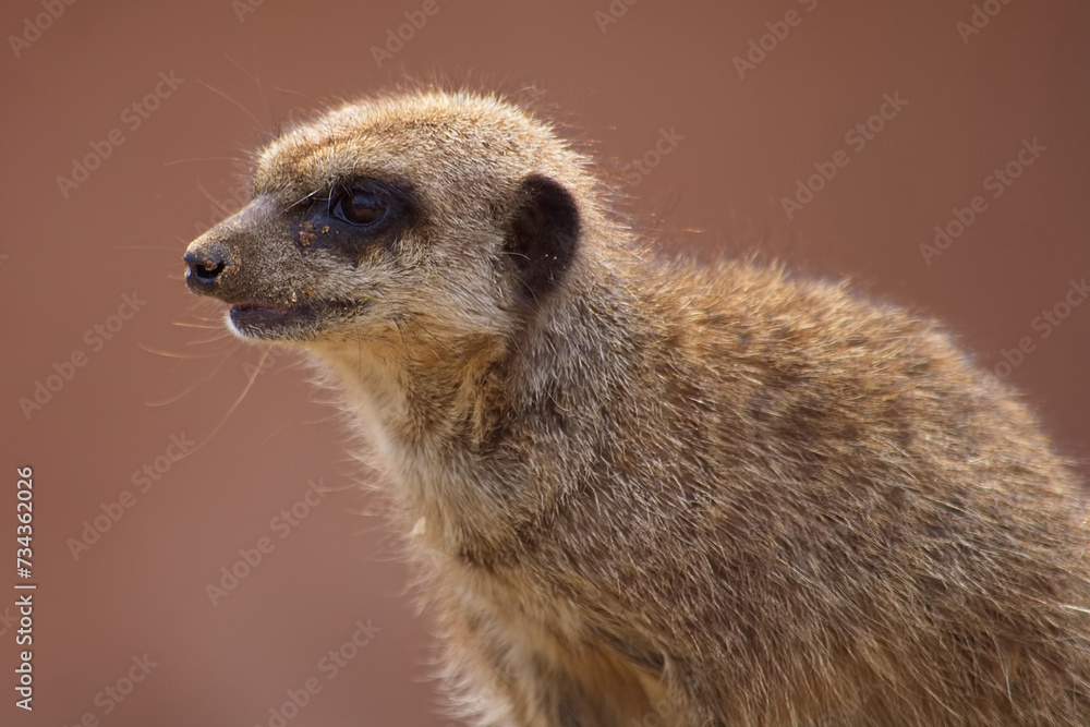 Portrait of a cute adult meerkat detailing it's whiskers and thick course fur. Portrait of a cute adult meerkat detailing it's whiskers and thick course fur.
