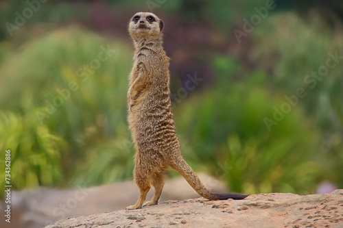 Adult meerkat alert and on guard takes the high ground looking out for predators.