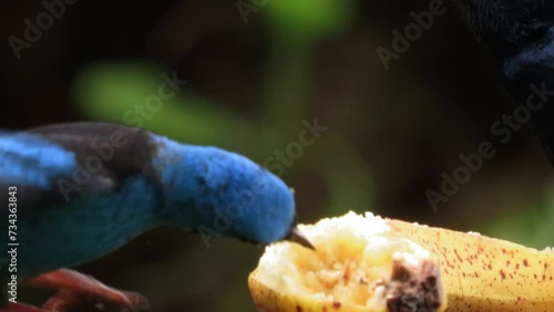 The line moves: blue dacnis or turquoise honeycreeper feed at an outdoor feeder. Dacnis cayana birds. photo