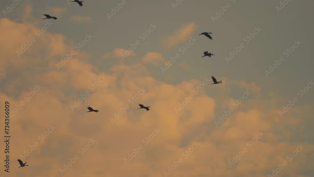 Bird flock flying on sky of sunset background Bird flock flying on sky of sunset background