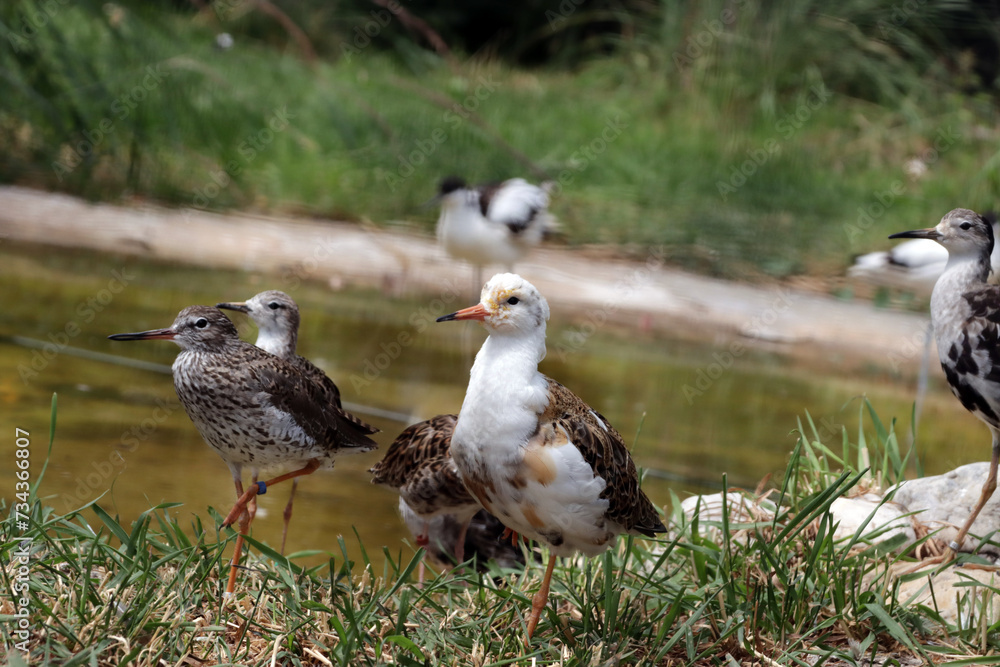 Kampfläufer (Calidris pugnax,Syn. Philomachus pugnax) Kampfläufer (Calidris pugnax,Syn. Philomachus pugnax)