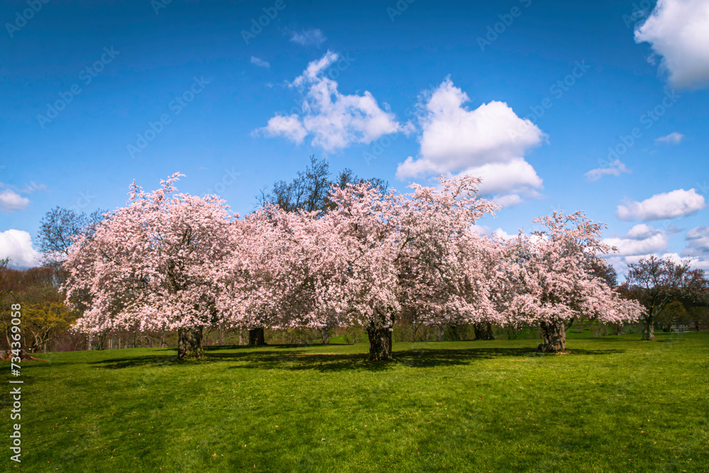 Cherry trees blossoming in the spring