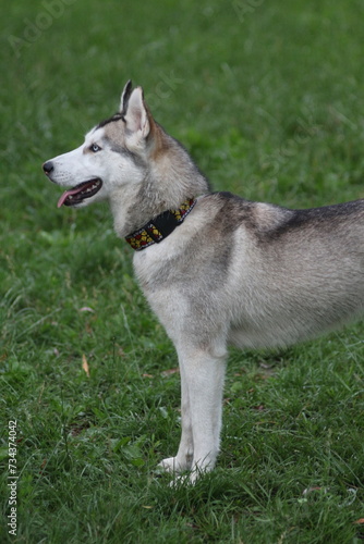 siberian husky dog