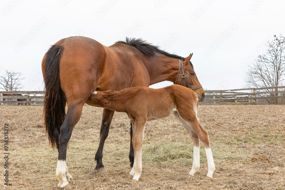 Fototapeta premium A young Thoroughbred foal nursing from a mare in a pasture with a white sky.