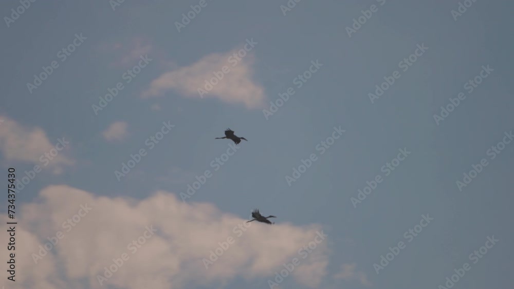 Bird flock flying on sky of sunset background Bird flock flying on sky of sunset background