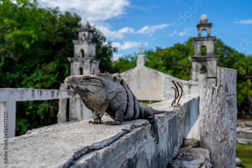 Solar Serenity: Iguana's Tranquil Soak Amidst Mayan Ruins in Yucatan, Mexico