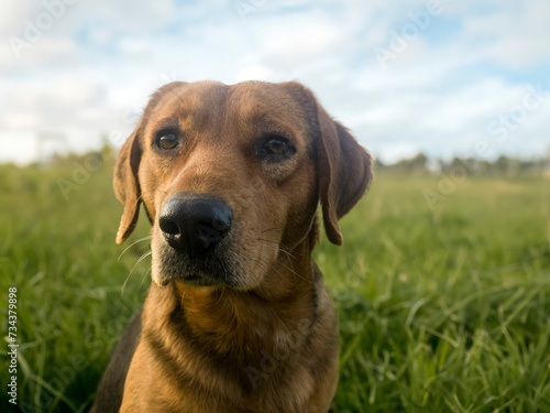 Dog on the background of nature. Dog on a walk on a summer evening on the green field. Pet portrait. Portrait of lying brown dog in forest