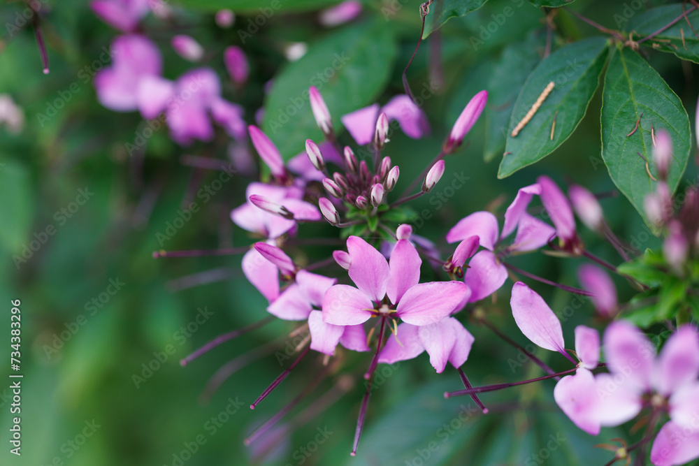 Pink cleome houtteana, commonly known as spider flower, spider plant, pink queen,or grandfather's whiskers blooming close up Pink cleome houtteana, commonly known as spider flower, spider plant, pink queen,or grandfather's whiskers blooming close up