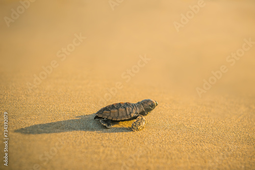 Baby leatherback turtle hatchling traveling towards the beach in Trinidad