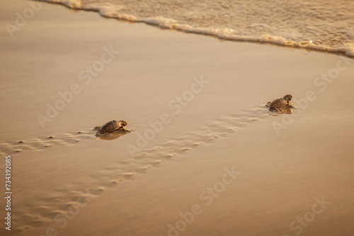 Photos Baby leatherback turtles hatchlings traveling towards the beach in Trinidad