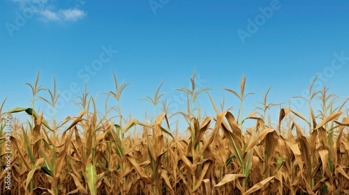plant corn stalks In