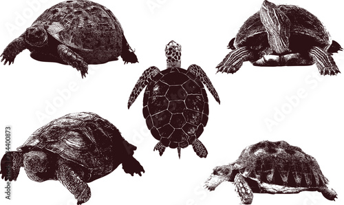 Vintage Turtles vector photo