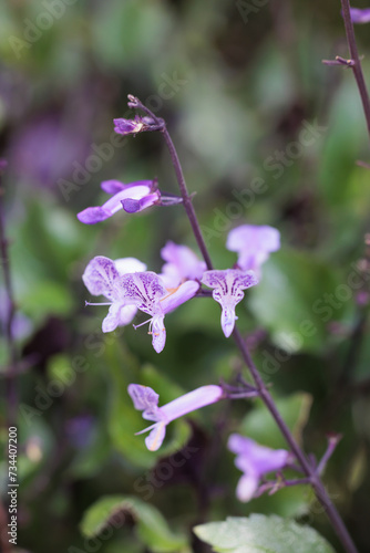 Purple plectranthus flowers blooming in the garden photo