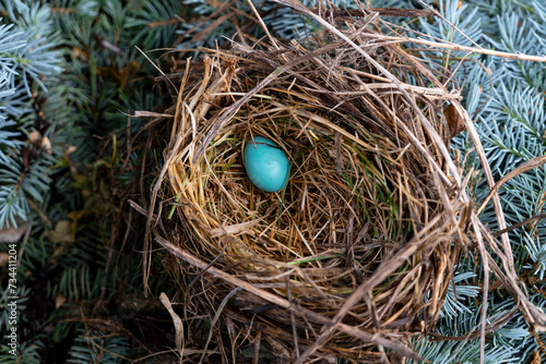 Birds nest with blue robin egg close up