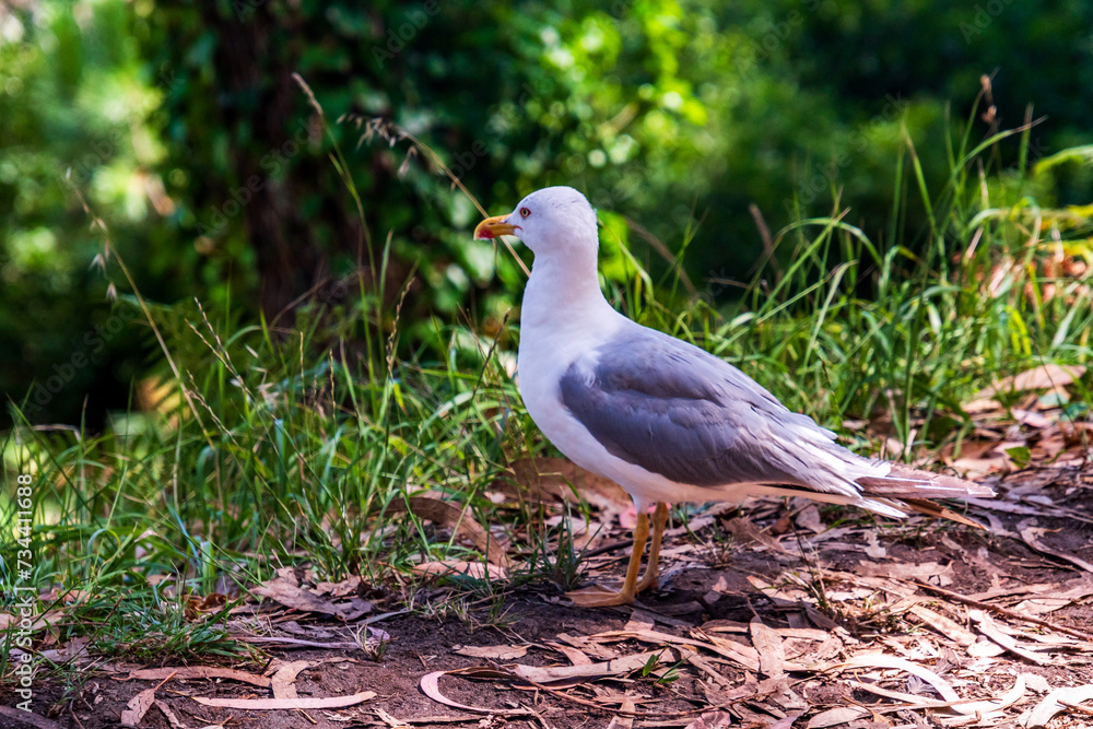Gaviota en las Islas Cíes, Galicia.