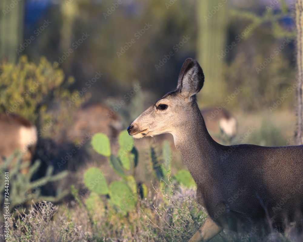 Fototapeta premium Mule deer doe in the desert