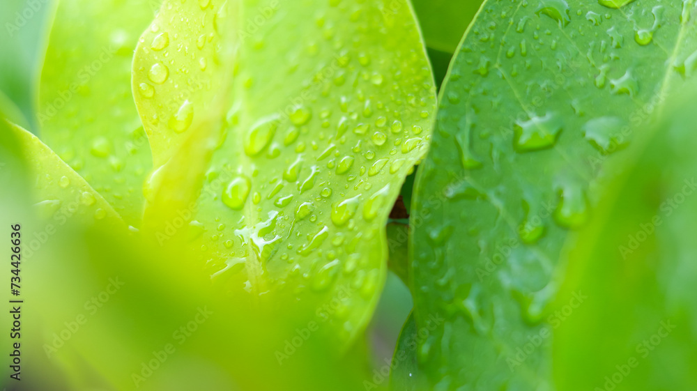 Fototapeta premium Water drop on green leaf after rain. Nature background and wallpaper.