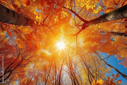 A fiery fall foliage filters the warm sunlight as i gaze up at the amber-hued maple branches, surrounded by the crisp air and natural beauty of the outdoors