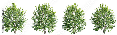 Isolated trees gardening acer saccharinum tree on transparent background.3d rendering PNG