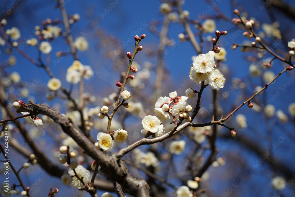 清楚なる花姿 - 白い梅