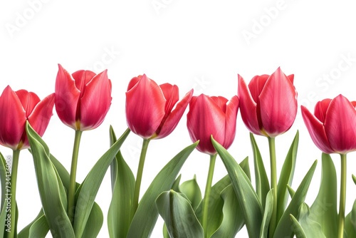 Spring tulip flowers in a row isolated on transparent and white background.PNG image	