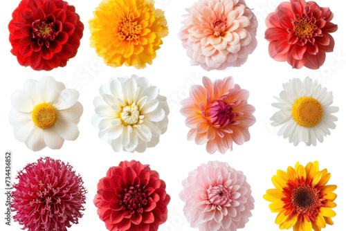 Top-down view Various Flowers isolated on transparent and white background.PNG image  © CStock