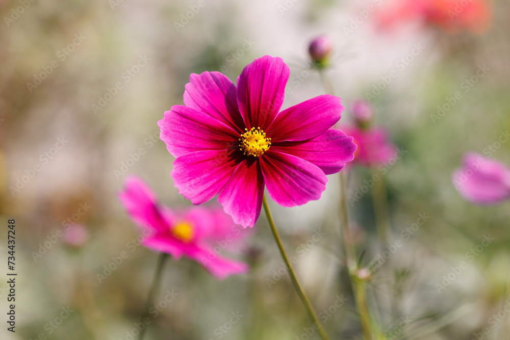 Dark pink cosmos flowers blooming close up