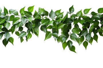 Green Leaves Border  isolated on transparent and white background.PNG image	