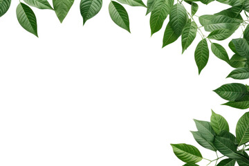 Green Leaves Border  isolated on transparent and white background.PNG image	