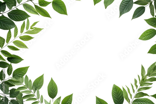 Green Leaves Border  isolated on transparent and white background.PNG image 