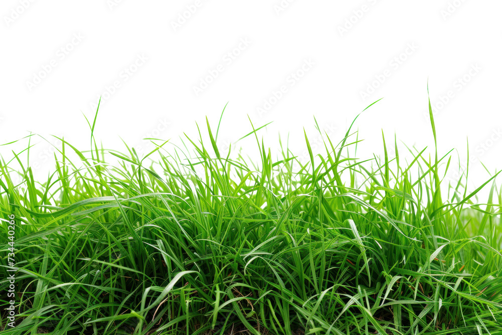 fresh spring green grass, isolated on transparent and white background.PNG image fresh spring green grass, isolated on transparent and white background.PNG image