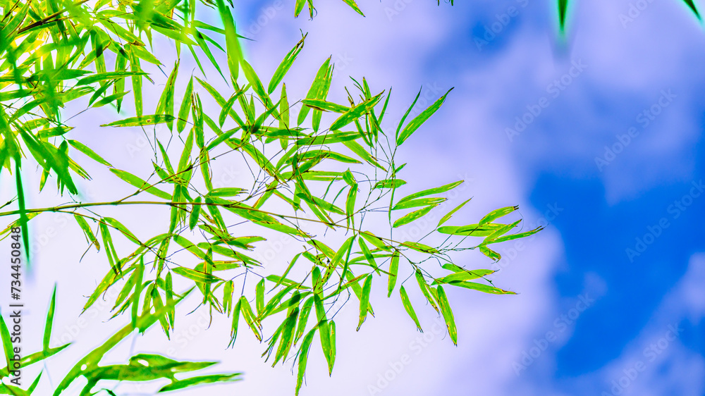 Obraz premium 笹と青空