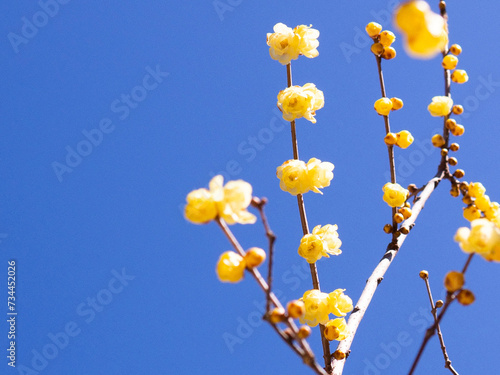 Wax plum blossoms that shine against the blue sky