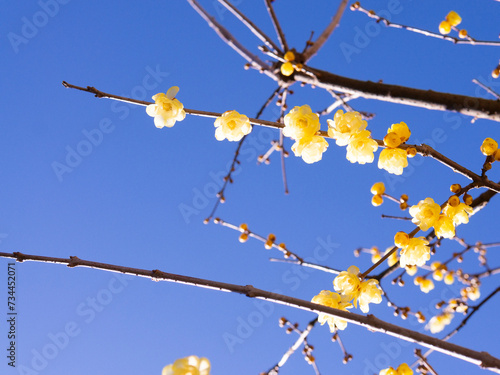 Wax plum blossoms that shine against the blue sky