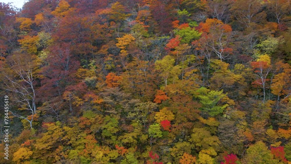 Cinematic aerial shot of autumn leaves along Bandai-Azuma Skyline road in Fukushima prefecture, Japan Cinematic aerial shot of autumn leaves along Bandai-Azuma Skyline road in Fukushima prefecture, Japan