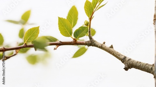 leaf with branch on white background