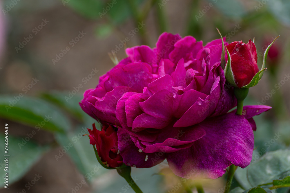 pink roses on a sunny day in the garden. Nature, summer, parks travel concept.